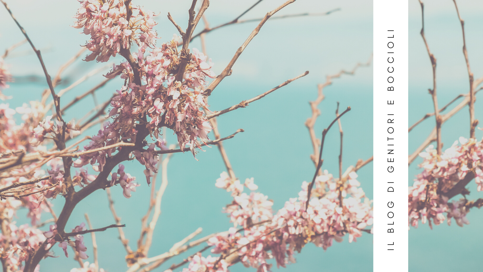 Foto di rami di ciliegio in fiore, con scritta: il blog di genitori e boccioli