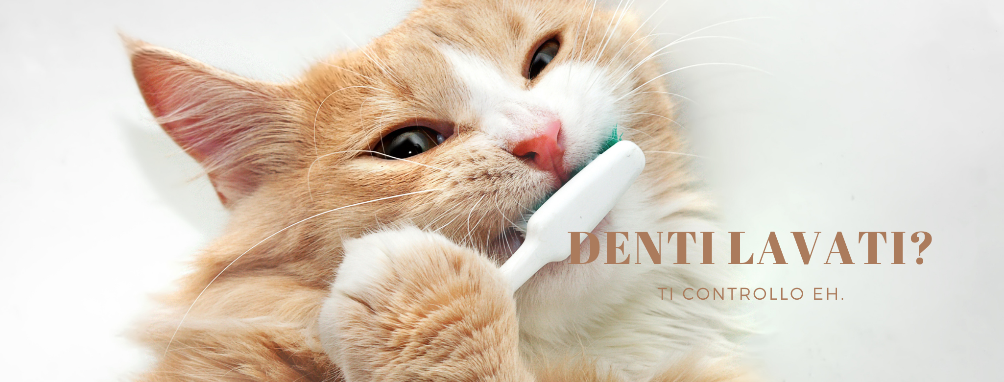 Foto di gatto tigrato rosso e bianco con uno spazzolino da denti in bocca, con scritta che dice: "Denti lavati? Ti controllo eh."